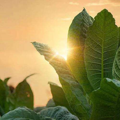Tobacco
